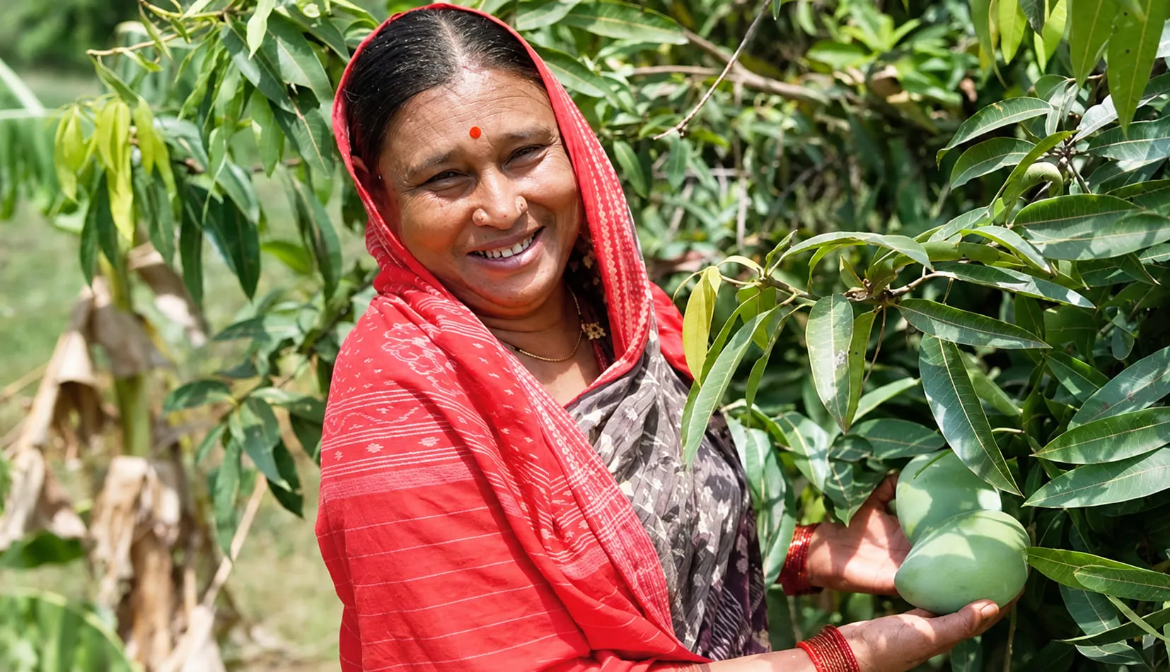 A farmer holding mangoes still on the branch in her orchard