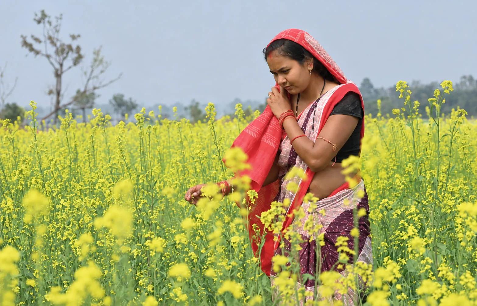 A farmer standing among mustard in full flower
