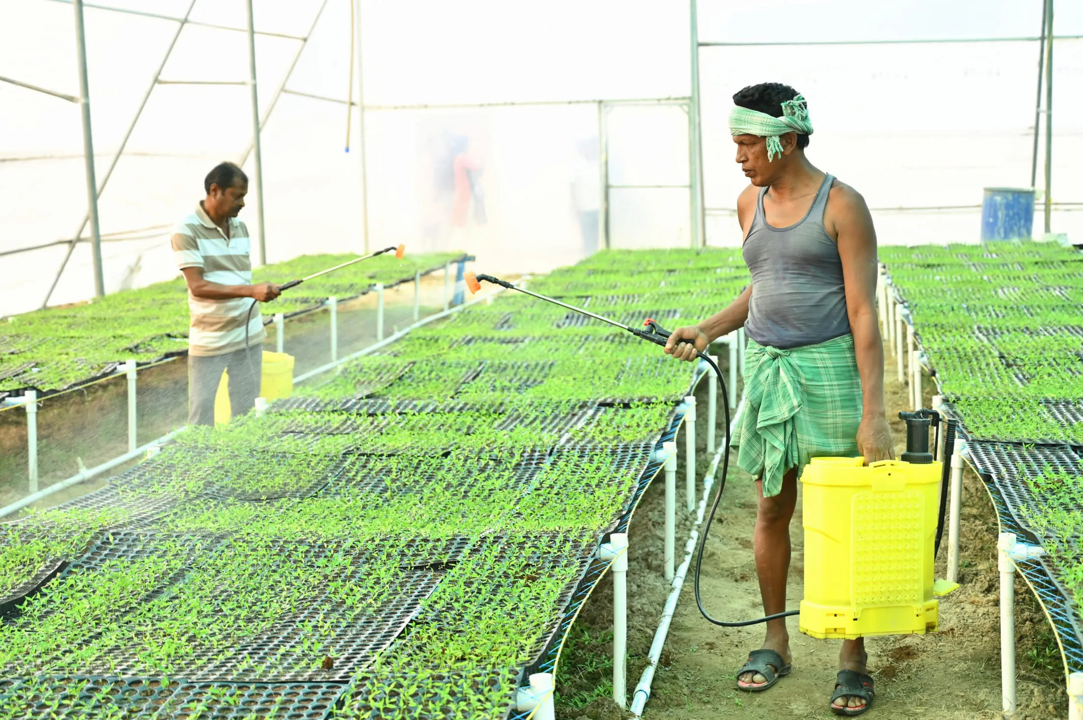 A nursery worker watering seedling trays inside the polyhouse