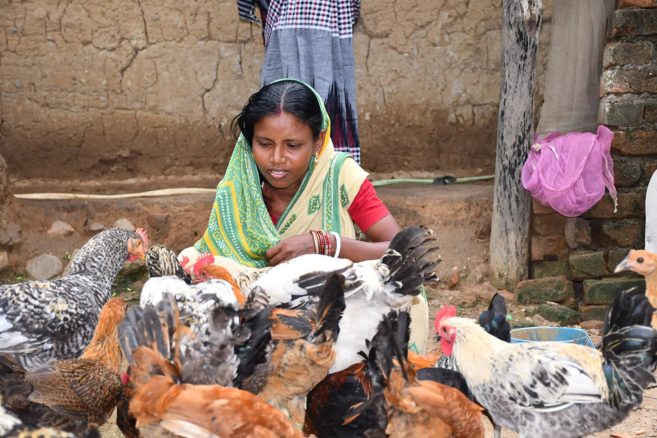 A woman feeding her backyard poultry flock