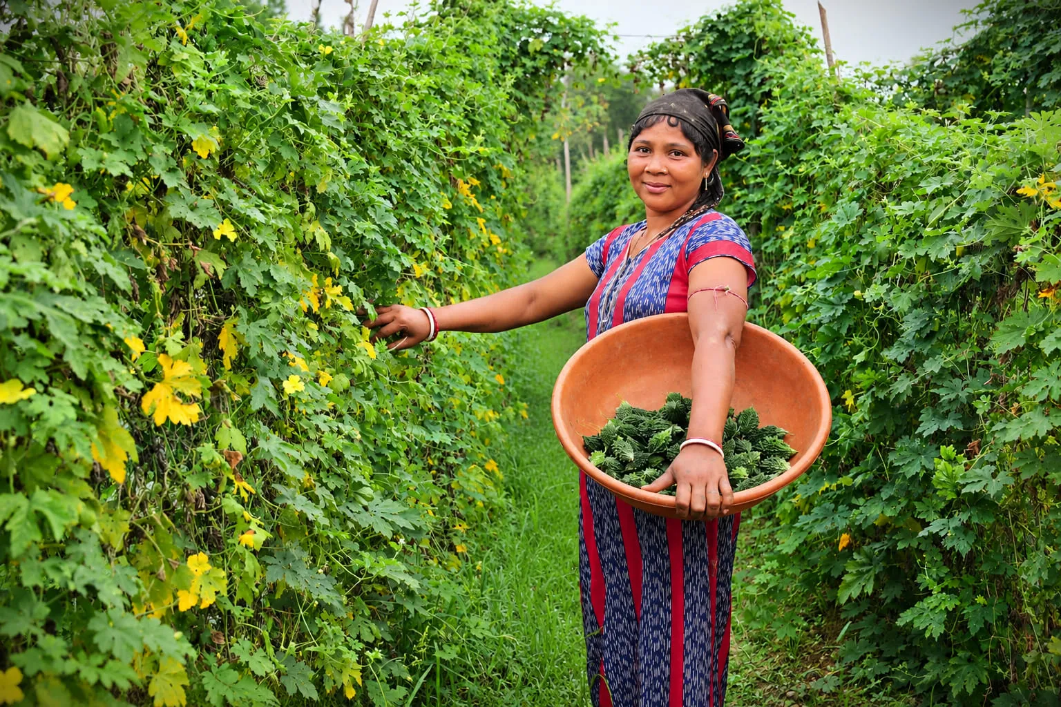 A farmer harvesting gourds from a trellis into a cane basket