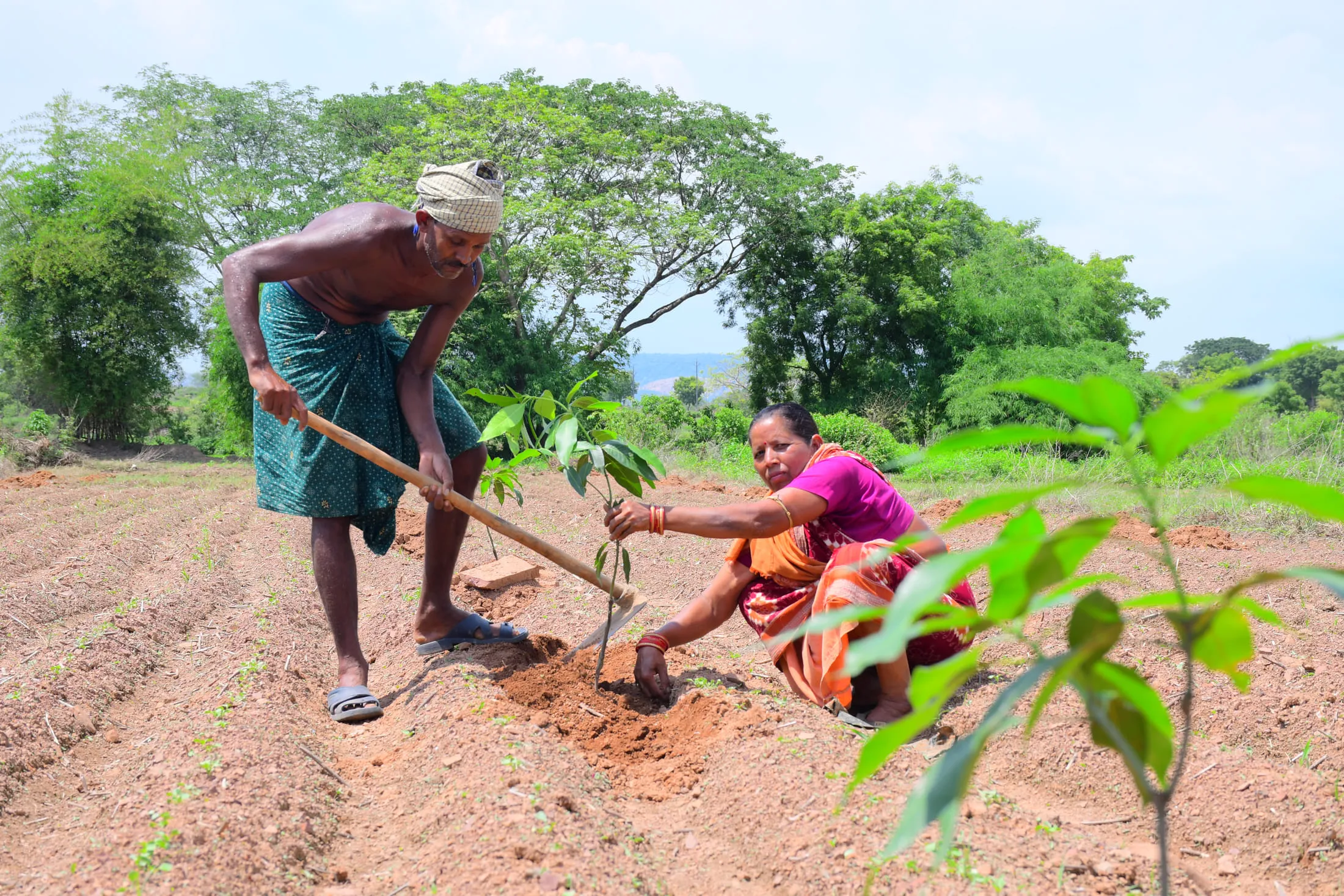 Two farmers planting a sapling in a newly prepared plantation row