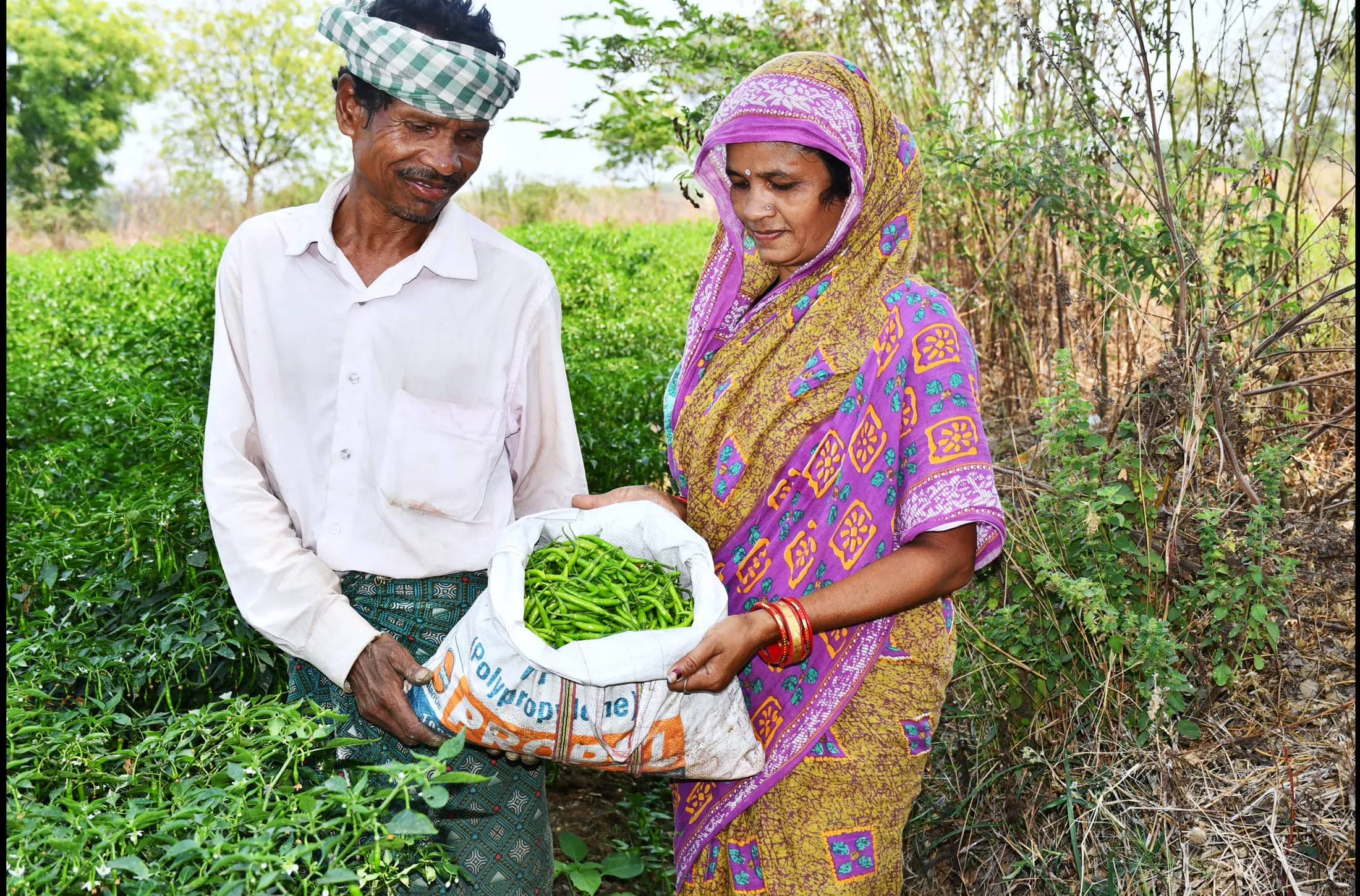 A farming couple in their chilli field holding a sack of freshly picked produce