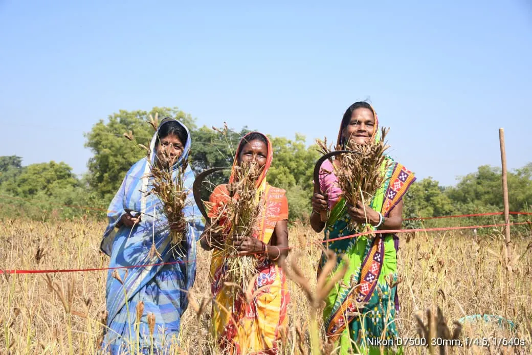 Three women harvesting ripened millet by hand