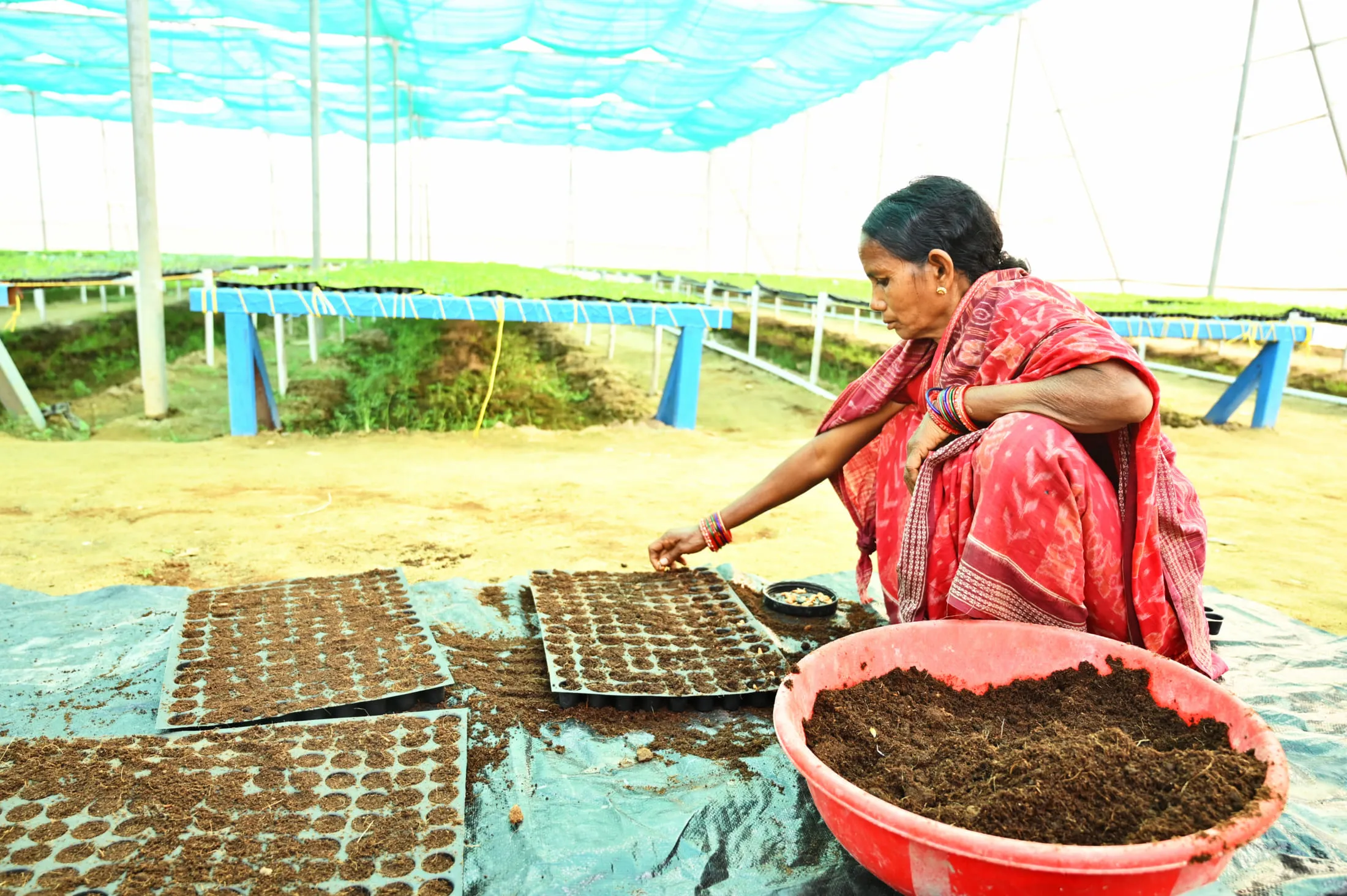 A worker filling seedling trays with potting mix inside the Indarpur polyhouse nursery