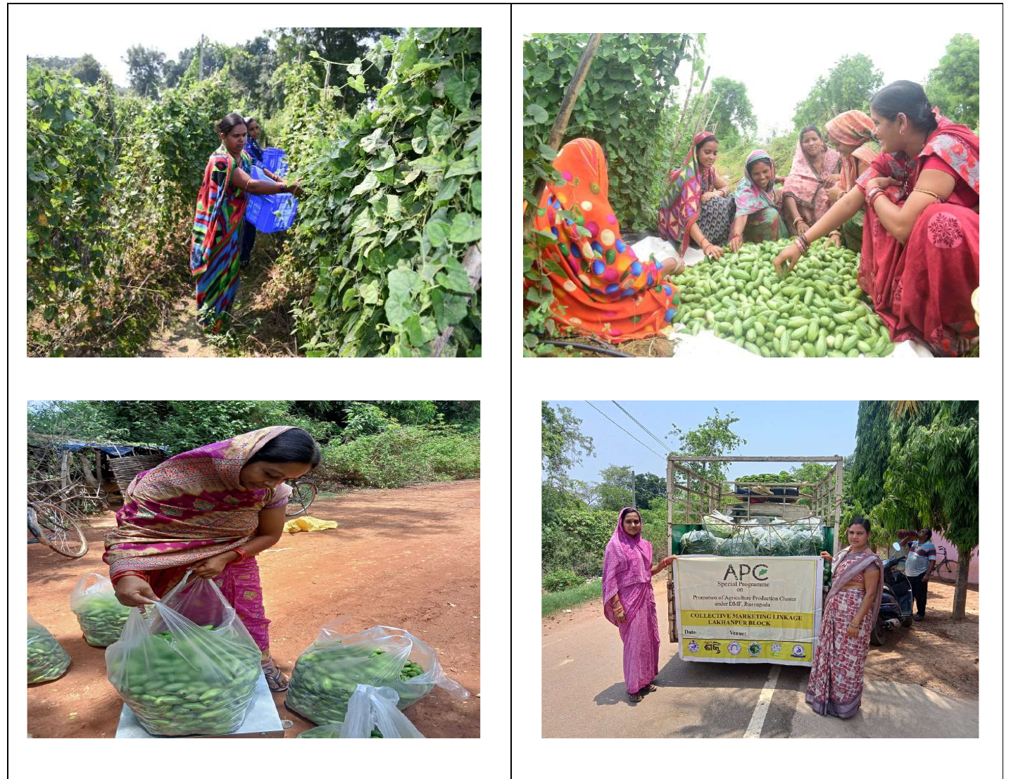 Transforming Pointed Gourd Cultivation